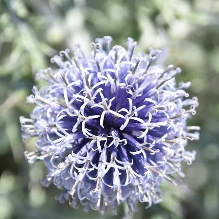 Pietraverdemare