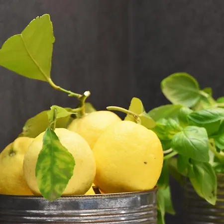 Pietraverdemare Apartman Vallebona